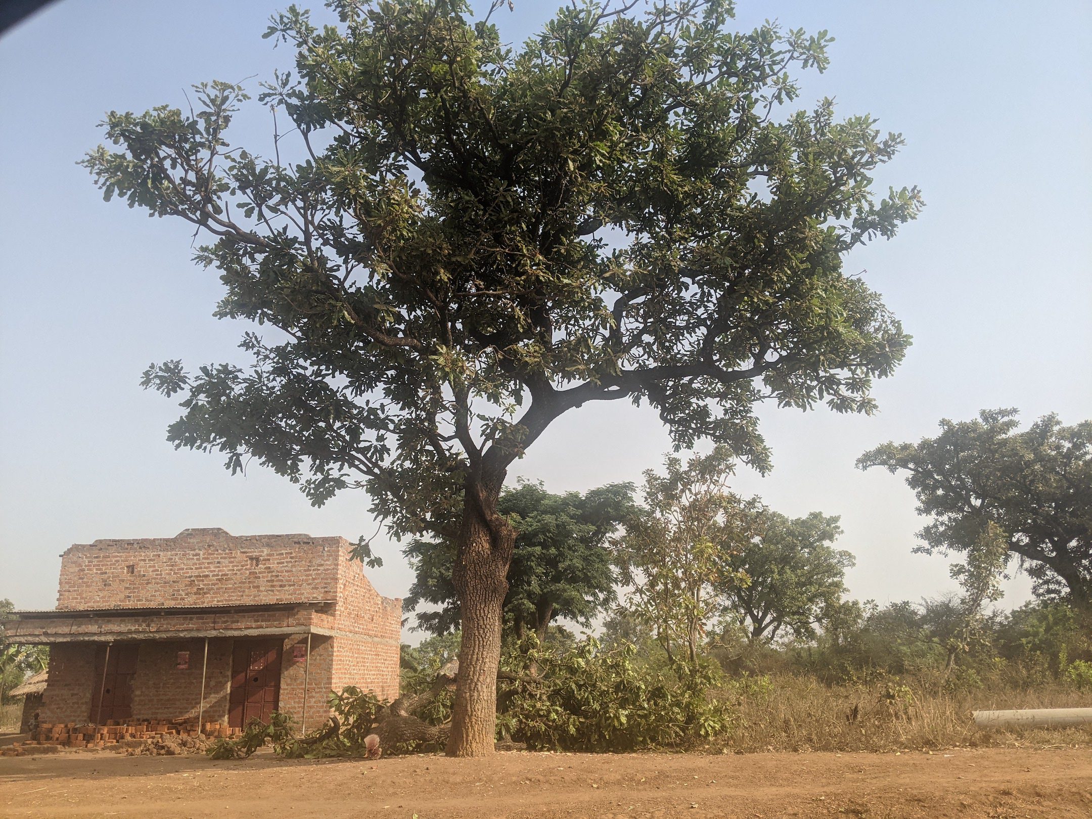 The Shea Tree is commonly and affectionately known as the Tree of Life. Shea Butter is also known as "Mother Nature's Conditioner" for its exceptional softening and moisturizing properties. 