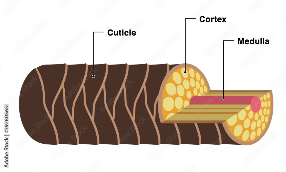 Understanding Trichoptilosis The Science of Split Ends Livara